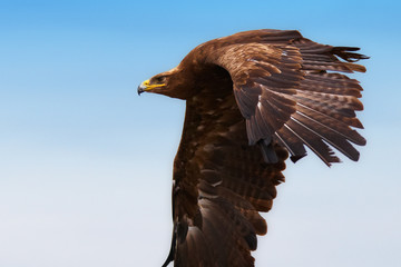 Steppe Eagle in flight