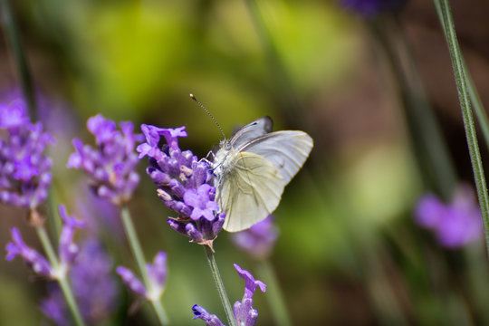 White Butterfly Standing On A  Purple Lavander