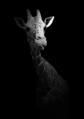 Papier Peint photo autocollant Girafe Girafe drôle montrant la langue. Un animal sauvage isolé sur fond noir. Photo en noir et blanc avec un habitant africain.