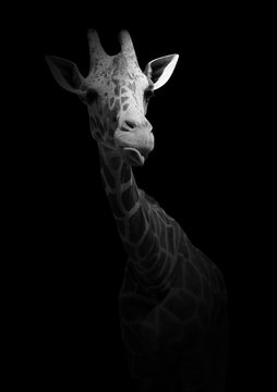 Funny giraffe showing tongue. A wild animal  isolated on a black background. Black and white photo with an African inhabitant.
