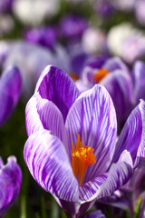 Close up of spring crocuses blooming in a park