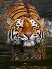 Fototapeta na wymiar Portrait of a bathing Siberian tiger