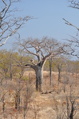The African landscape. Baobab. Zimbabwe