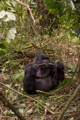Mountain gorilla in Rwanda