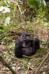 Fototapeta premium Mountain gorilla in Rwanda