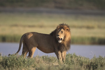 Wild free roaming African male lion portrait