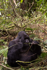 Mountain gorilla in Rwanda
