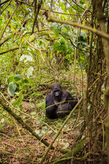 Mountain gorilla in Rwanda