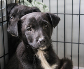 A homeless dog in an animal shelter wants to find his master