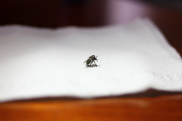 Dead fly standing under the light on the white napkin