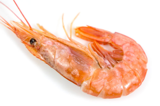 Fresh prawn or fresh shrimp isolated on white background, Food background.