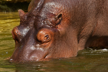 Hippo going into the water