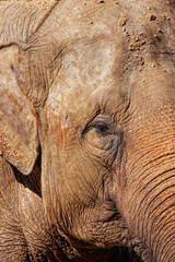 Fototapeta premium Close-up of an elephant