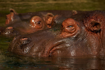 Two Hippos close together in the water