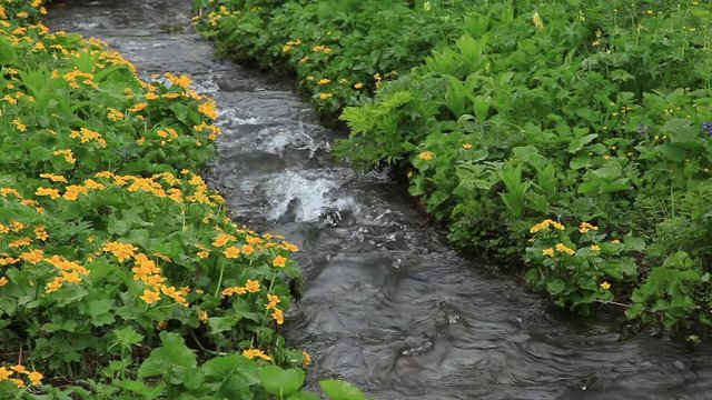 A quick cold stream in the mountains of Khakassia flows through a green valley among flowers and lush grass. Fast flow and clear water. Travel video without people.