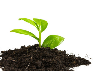 Young plant sprout with leaves in the ground on a white background is isolated close-up