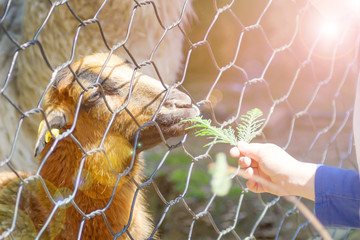 Soft focus, Hand of a child picks a leaf to an animal in a cage at a zoo blurred image background.