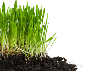 young wheat germ on white background is isolated close-up