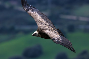 Griffon Vulture closeup in flight
