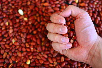 Peanuts in a hand of a farmer. Harvest of a groundnuts in a hand.