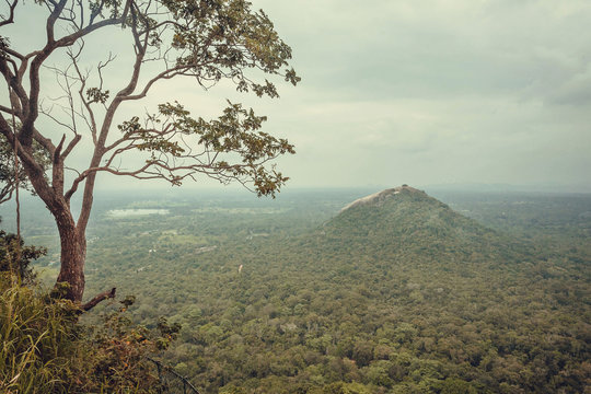 Green top of mountain and forest trees, view from the ancient Sigiriya rock, Sri Lanka