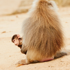 Baboon with a baby