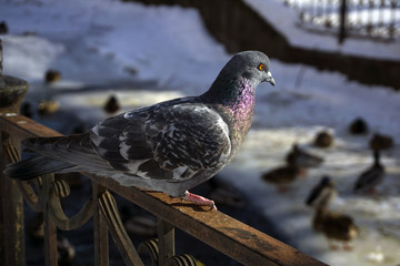 dove sitting on rusty banister of city channel in winter close-up with blurred ducks in the background