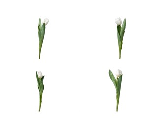 Fototapeta na wymiar white tulips separated on white