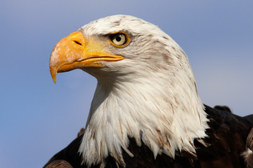 American Bald Eagle