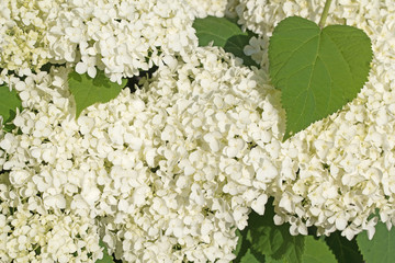 Weiße Hortensien, Hydrangea