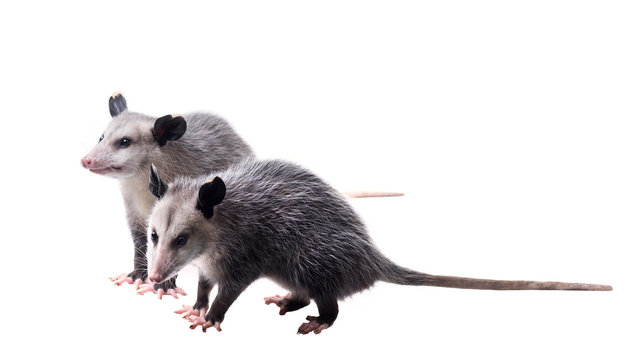 รูปภาพDidelphis เลือกดูภาพถ่ายสต็อก เวกเตอร์ และวิดีโอ657 Adobe Stock