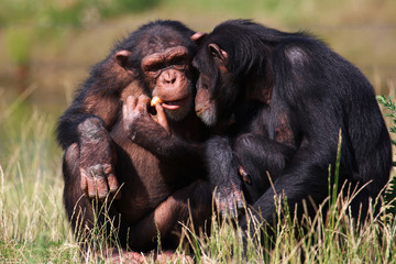 chimpanzees eating a carrot while staring into each other's eyes