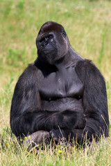 Gorilla relaxing in a green field