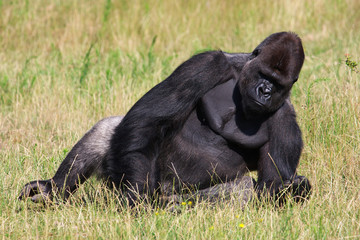 Gorilla relaxing in a green field