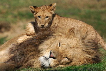 Male Lion playing with cub