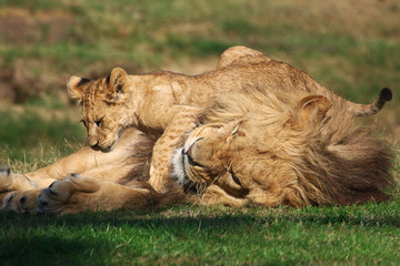 Fototapeta na wymiar Male Lion playing with cub