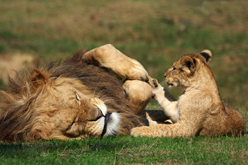 Naklejka premium Male Lion playing with cub