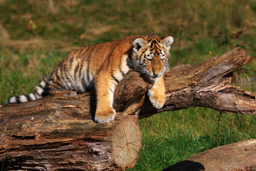 Siberian tiger cub