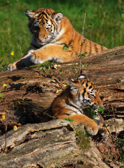 Siberian tiger cubs