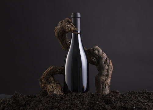 Wine Bottle With Vine to embrace the Bottle, From Hearth and Black Background