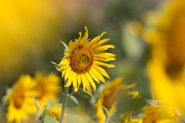close up of a sunflower