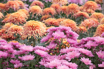 A beautiful chrysanthemum flowers in the garden.