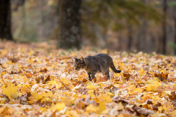 Tabby cat in fall leaves