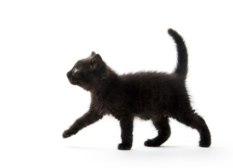 Black kitten on white
