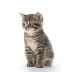 Cute tabby kitten on white