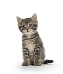 Cute tabby kitten on white