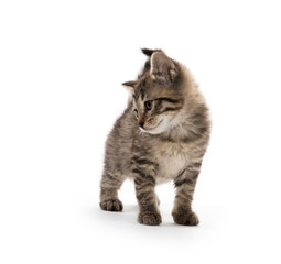 Cute tabby on white