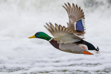 A wild duck shot close-up flies over a frozen lake.