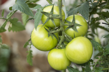Green tomatoes on the branch in green house nursery with the vine and leaves in background. Organic vegetables for healthy eating.