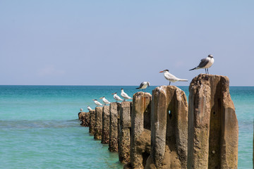 Florida Atlantic Ocean Coastal Birds on Concrete Poles - 196376038